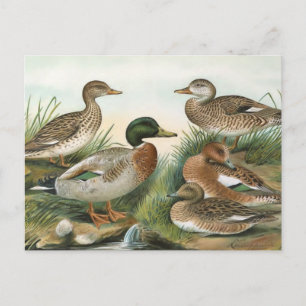 Mallard and Wigeon Vintage Bird Illustration ポストカード