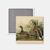 Mallard Duck Audubon Bird Painting マグネット (正面/裏面)