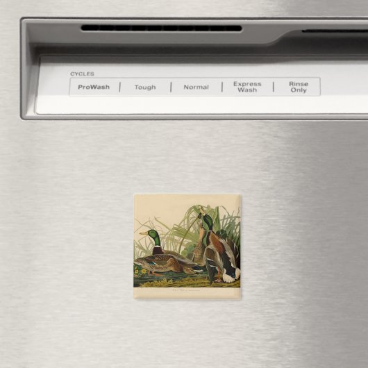 Mallard Duck Audubon Bird Painting マグネット (インサイチュ (食洗機))