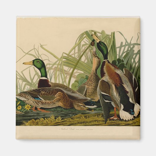Mallard Duck Audubon Bird Painting マグネット (正面)