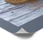 Mallard Duck Photo Poster ポスター (角)