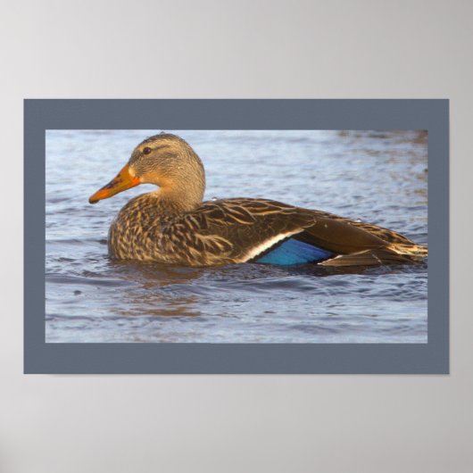 Mallard Duck Photo Poster ポスター (正面)