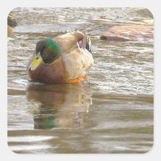 Mallard Duck Photo Stickers スクエアシール (正面)