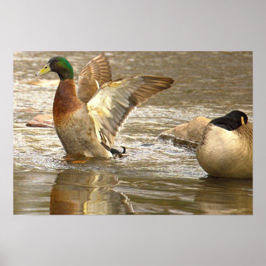 Mallard Duck Reflection Photo Poster ポスター (正面)