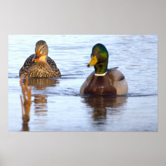 Mallard Ducks Photo Poster ポスター (正面)