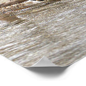 Mallard Ducks Photo Poster ポスター (角)