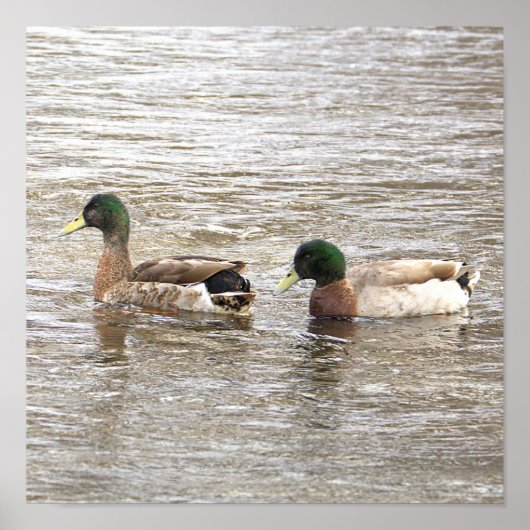 Mallard Ducks Photo Poster ポスター (正面)