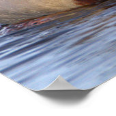 Mallard Ducks Poster ポスター (角)