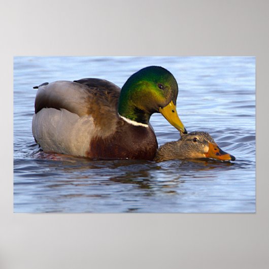 Mallard Ducks Poster ポスター (正面)