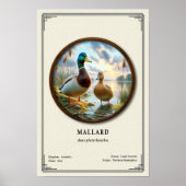 Mallard Zoology Series Poster ポスター (正面)