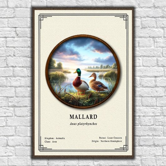 Mallard Zoology Series Poster ポスター