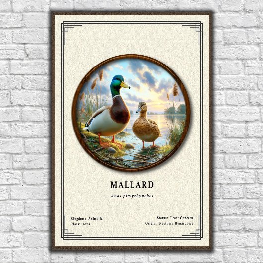 Mallard Zoology Series Poster ポスター