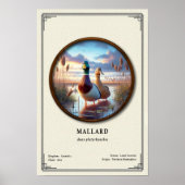 Mallard Zoology Series Poster ポスター (正面)
