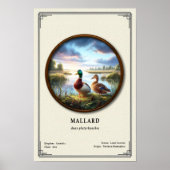 Mallard Zoology Series Poster ポスター (正面)
