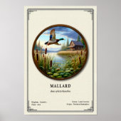 Mallard Zoology Series Poster ポスター (正面)