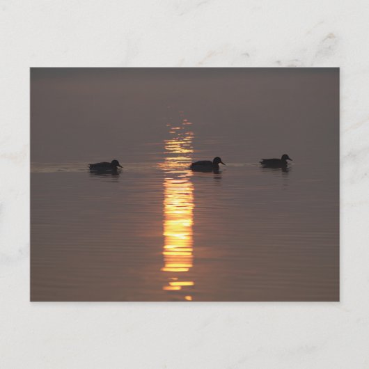 Mallardsのポストカード ポストカード (正面)