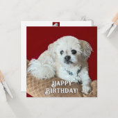 Malshi Birthday Card カード (正面/裏面インサイチュ)