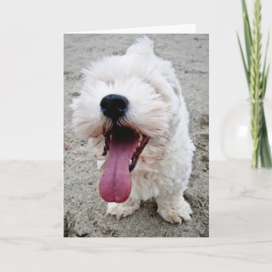 Malteeseの幸せな子犬 カード (正面)