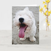 Malteeseの幸せな子犬 カード (黄色い花)