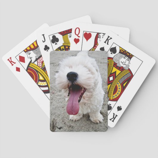 malteese幸せな子犬の白い犬maltipoo. トランプ (裏面)