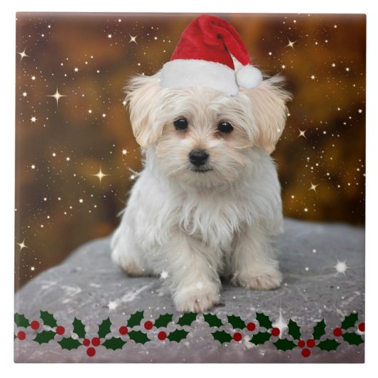 Maltese Christmas Puppy タイル (正面)