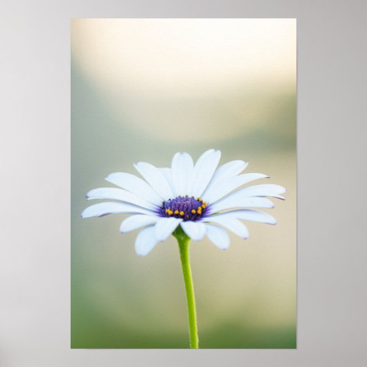 🌼 Maltese Serenity ポスター (正面)