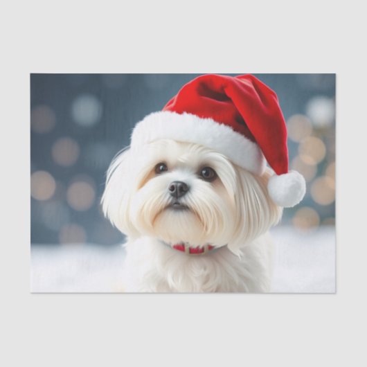 Maltese Tissue Paper 薄葉紙 (正面)