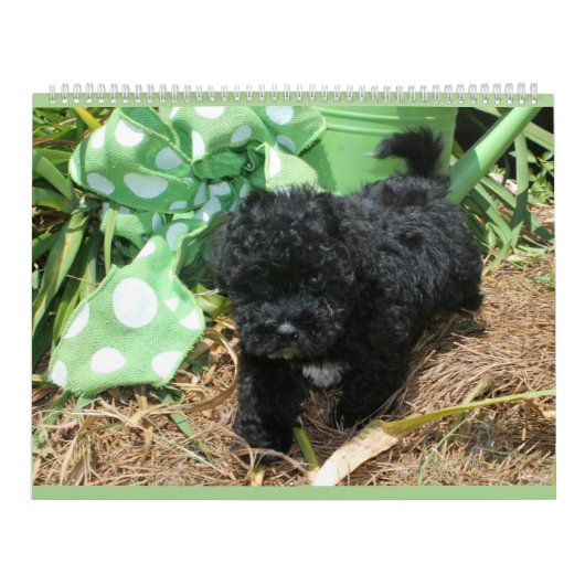 Maltipooのマルタの子犬のカレンダー カレンダー (カバー)