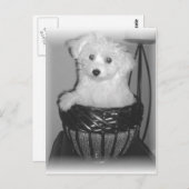 MaltiPooプロダクト ポストカード (正面/裏面)