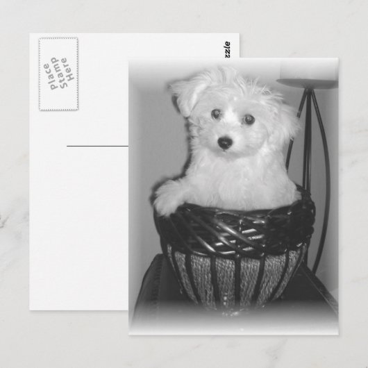 MaltiPooプロダクト ポストカード (正面/裏面)