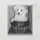 MaltiPooプロダクト ポストカード (正面)