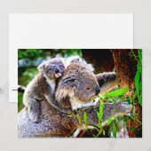 Mama Koala and Baby Joey in a Tree (正面/裏面)