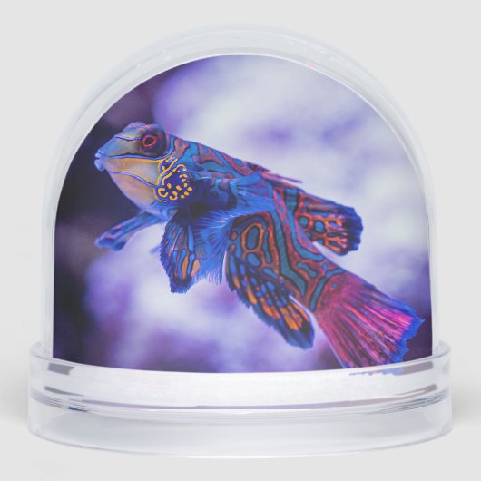 Mandarin Goby Fish (正面)