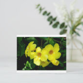 Mandevilla.JPG ポストカード (スタンド正面)