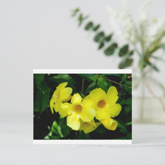 Mandevilla.JPG ポストカード (スタンド正面)