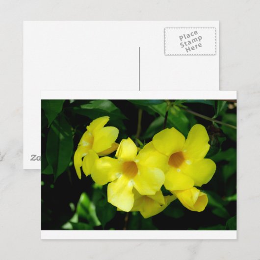 Mandevilla.JPG ポストカード (正面/裏面)