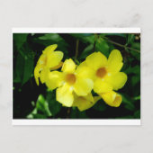 Mandevilla.JPG ポストカード (正面)