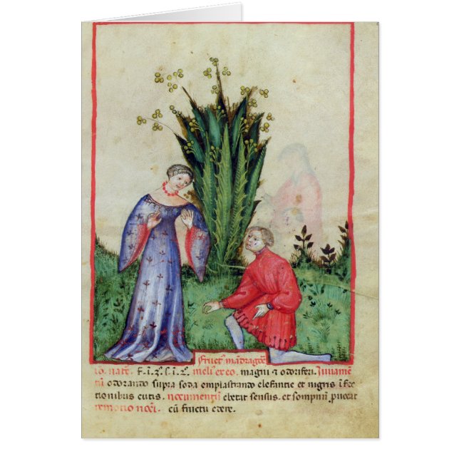 Mandrakeのフルーツ、from Tacuinum Sanitatis (正面)