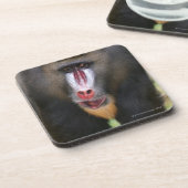 Mandril (Mandrillusのスフィンクス)は閉まります コースター (左側)