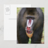 Mandril (Mandrillus sphinx)クローズアップ ポストカード (正面/裏面)