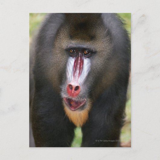 Mandril (Mandrillus sphinx)クローズアップ ポストカード (正面)