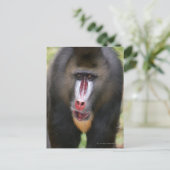 Mandril (Mandrillus sphinx)クローズアップ ポストカード (スタンド正面)