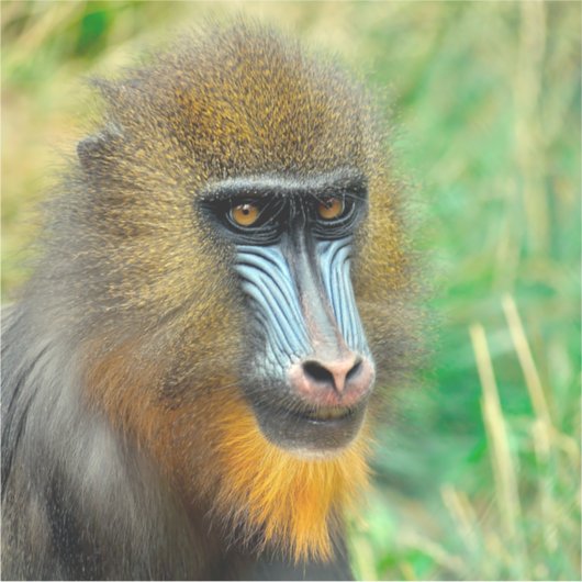 Mandrill 002 シール (正面)