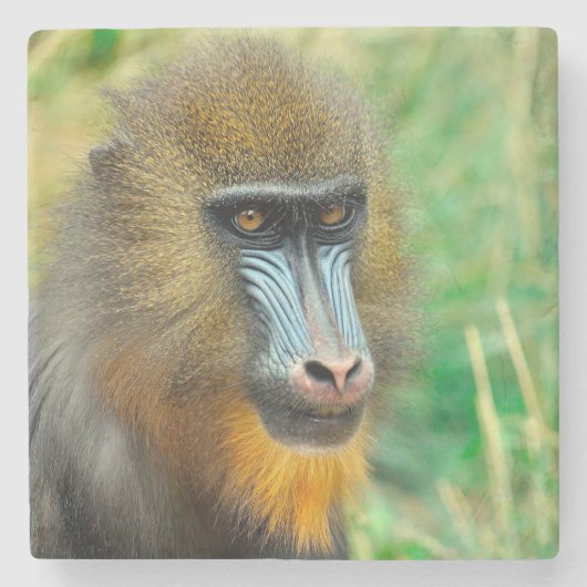 Mandrill 002 ストーンコースター (正面)