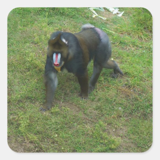 Mandrill #5シール スクエアシール (正面)