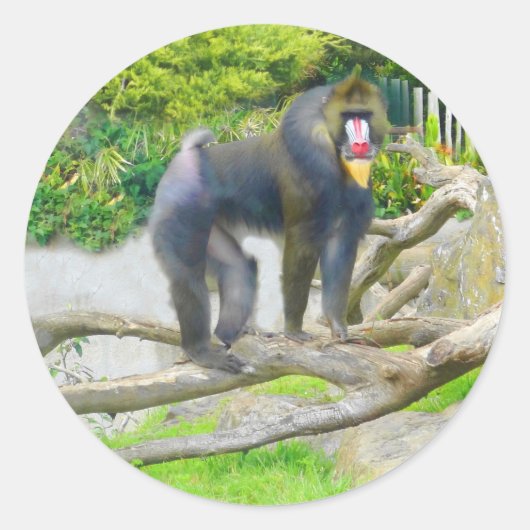 Mandrill #7シール ラウンドシール (正面)