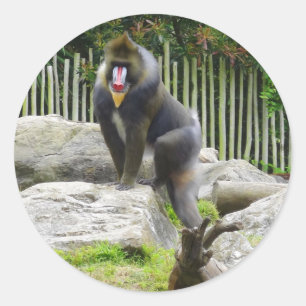 Mandrill #8シール ラウンドシール