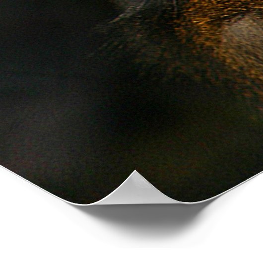 Mandrill Monkey ポスター (角)