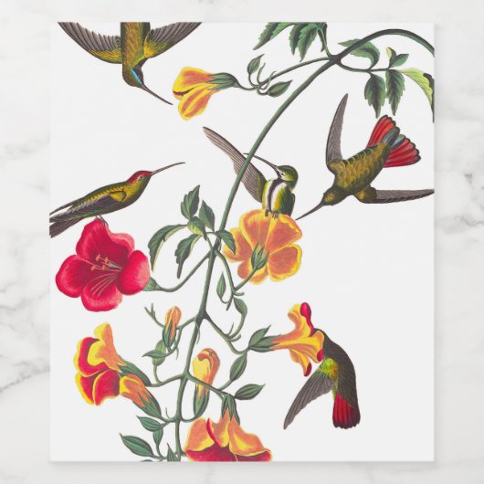 Mango Humminbird by John James Audubon ワインラベル (シングルラベル)