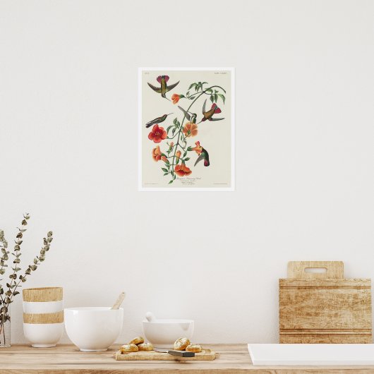 Mango Hummingbird by Audubon Poster ポスター (キッチン)